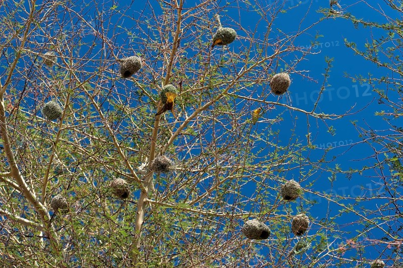 Weaverbirds, bird, nest, build, group, nesting, nesting birds, nesting birds, roundhouse, bird's nest, family, rearing, in their tree nests in Namibia