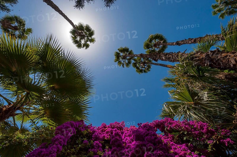Palm trees in the Majorelle Garden, botany, palm, flora, backlight, sun, summer, flower, plant, botany, forest, tropical, climate, tree, park, attraction, travel, holiday, Marrakech, Morocco, Africa