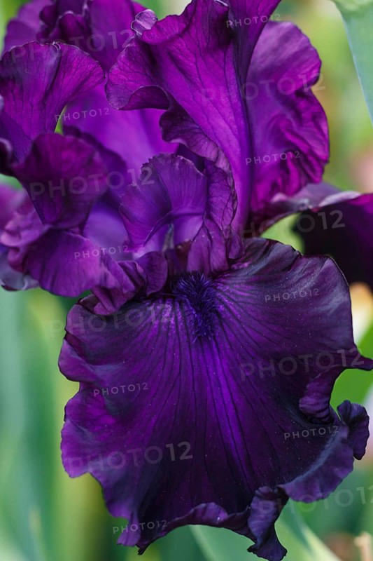 Beautiful multicolored iris flower bloom in the garden. Close up, fragility and summer concept