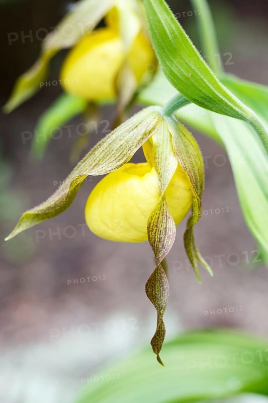 Beautiful orchids of different colors on green background in the garden. Lady's-slipper hybrids. Close up
