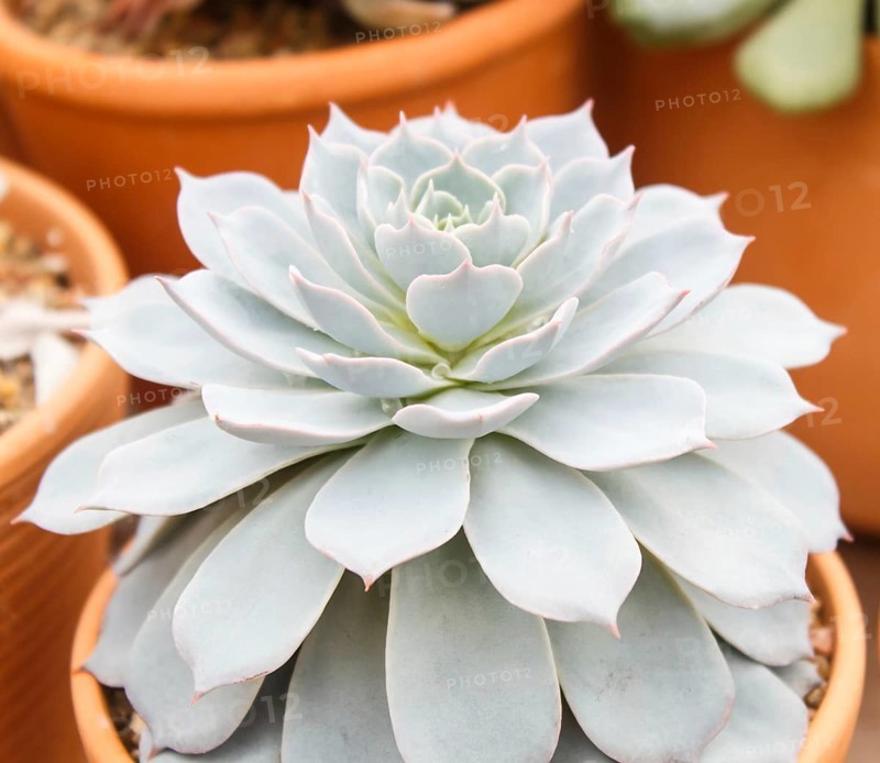 Beautiful succulent plant in greenhouse. Closeup, floral patterns, selective focus