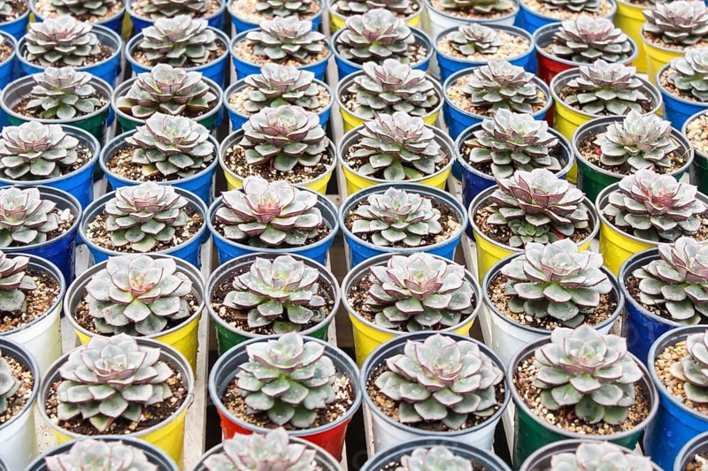 Various types of succulent in flower pots in the greenhouse. Closeup, selective focus