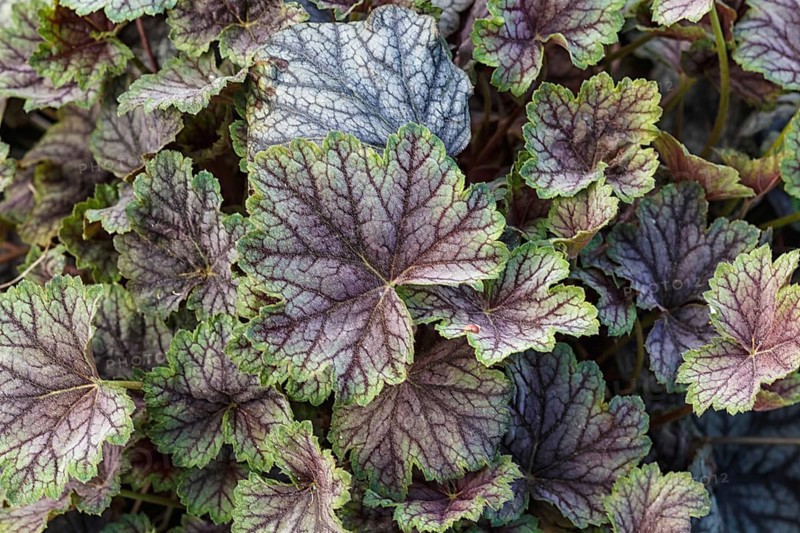 Heuchera or coral bells, plant with beautiful colored leaves