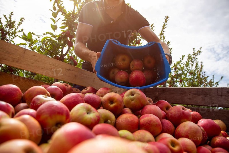 Apple harvest in Meckenheim/Pfalz. Harvest workers from Bleichhof in Meckenheim harvesting Weirouge apples