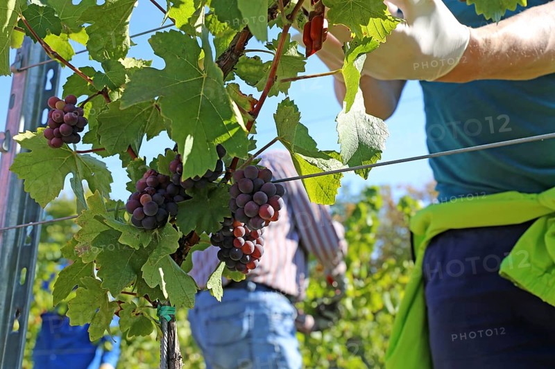 Grape grape harvest: Hand-picking of Pinot Gris grapes in the Palatinate (Norbert Groß winery, Meckenheim)