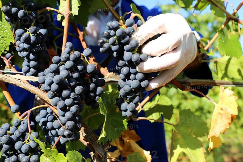 Grape grape harvest: Hand-picking Pinot Noir grapes in a vineyard in the Palatinate