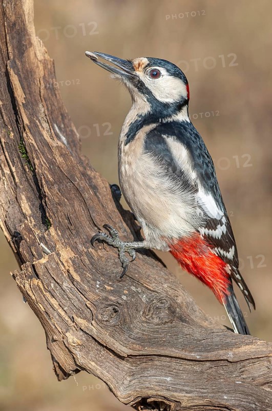 Great Spotted Woodpecker (Dendrocopos major) on a branch in the forest. Bas-Rhin, Alsace, Grand Est, France, Europe