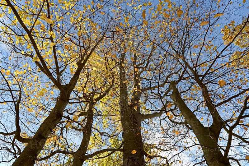 Deciduous trees, copper beech (Fagus sylvatica), view into the treetops with autumn leaves, blue sky, North Rhine-Westphalia, Germany, Europe