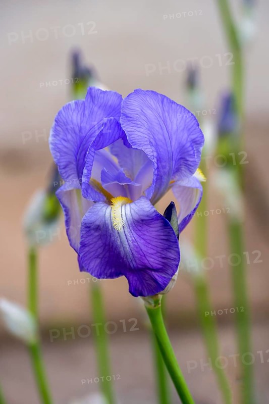 Purple iris flower with delicate petals, Hesse, Germany, Europe
