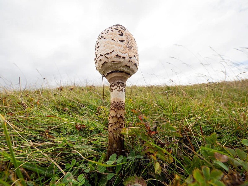 Brown Parasol fungus (Chlorophyllum brunneum), growing amongst the sand dunes, a wide angle view taken from a very low angle of a cap which is still closed, island of Texel, Holland