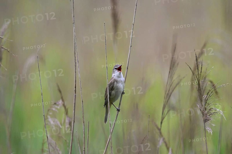 Great reed warbler (Acrocephalus arundinaceus) male singing in reedbed in the rain in spring