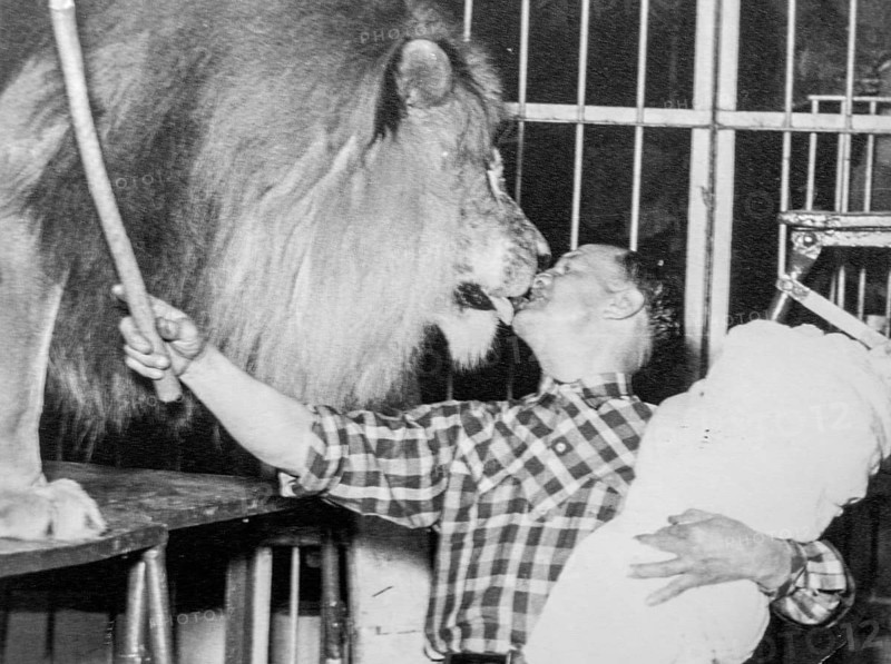 Black and white photograph from the 1950s showing lion tamer giving male lion kiss of death with baby on his arm, tradition among circus performers