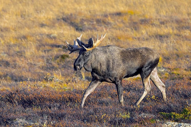 Moose, elk (Alces alces), adult bull, male foraging on the tundra in autumn, fall, Sweden, Scandinavia, Europe