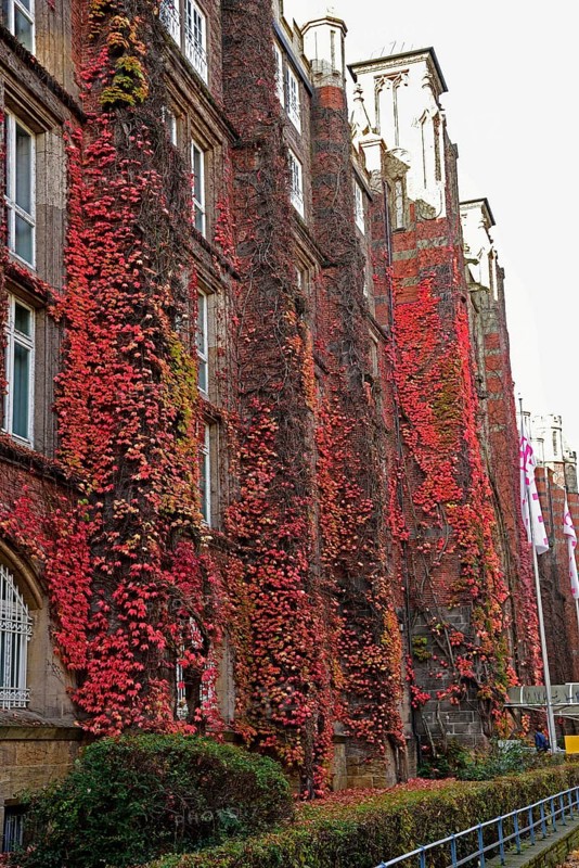 Europe, Germany, Hamburg, Rotherbaum, architecture, facade post office building, former telecommunications building in Schlüterstraße, facade growth, Wild Vine, autumn, Europe