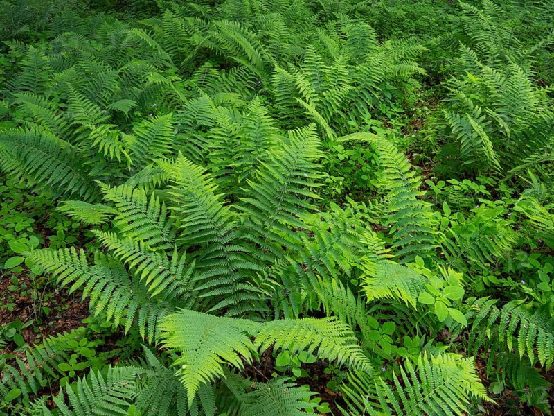 Männlicher Farn (Dryopteris filix-mas), Pflanze in einem Waldstück im Frühling, Hessen, Deutschland