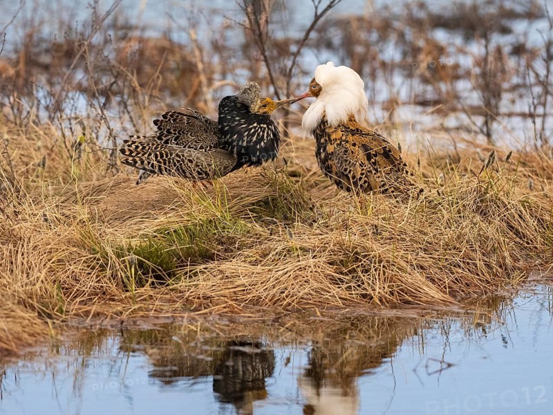 Ruff (Calidris pugnax) two males in breeding plumage at lek, fighting over female, Pokka, Finnish Lapland