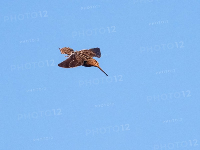 Common Snipe (Gallinago gallinago) in drumming display flight over breeding ground with spread out tail feathers, two hours after midnight, midnight sun, May, Finnish Lapland