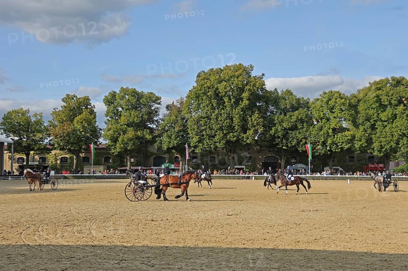 Warendorf State Stud, Stallion Parade, Apprentice Show