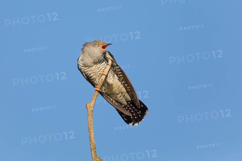 Common cuckoo (Cuculus canorus), male perched on a tree branch, in spring, in a threatening pose, due to being mobbed by a chaffinch (Fringilla coelebs), Hesse, Germany, Europe