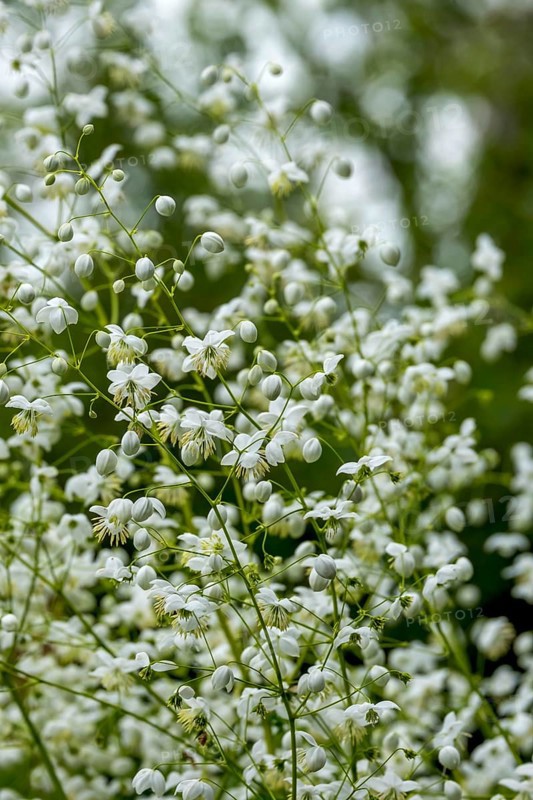 Meadow rue (Thalictrum), North Rhine-Westphalia, Germany, Europe