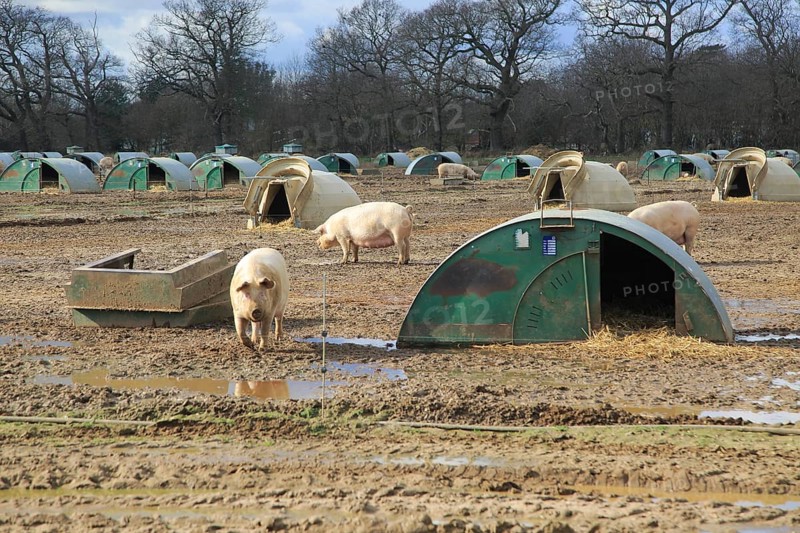 Free range pig livestock farming, Shottisham, Suffolk, England, UK