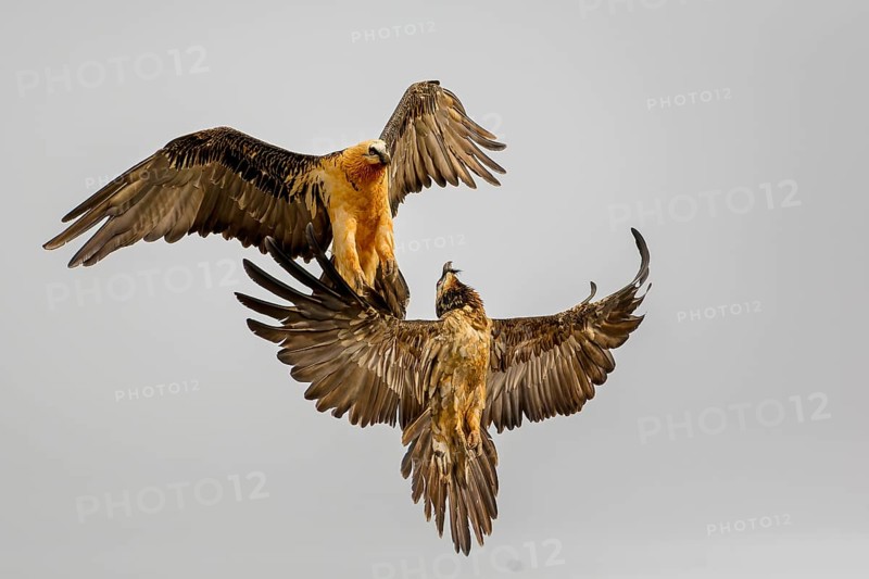 Bearded vulture (Gypaetus barbatus), obsolete also lammergeier, young bird playing with old bird, old world vulture, bone crusher, aerial fight, Terres de Lleida, Catalan Pyrenees, Spain, Europe