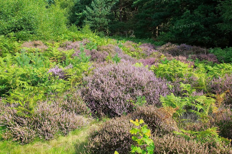 Heather plants, Calluna vulgaris, purple flowers, heathland vegetation, Sutton Heath, Suffolk Sandlings, Shottisham, England, UK