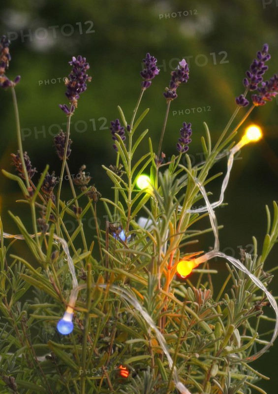 Lavender (Lavandula), with fairy lights, North Rhine-Westphalia, Germany, Europe