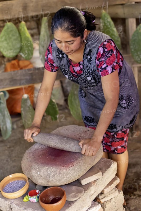 Teotitlan del Valle, Oaxaca, Mexico, Rural women in the Tlacolula Valley of Oaxaca benefit from a microfinance loan program run by the nonprofit En Via Foundation. Women can get interest-free loans starting at 1500 pesos ($75 US) to start or expand a business. The organization also gives classes in business basics, English, and internet marketing. Microloan recipient Brenda Martinez Gonzalez grows cochineal bugs on the paddles of the nopal cactus. The bugs (in bowl at lower left) are dried, then crushed to make a natural red dye, Central America