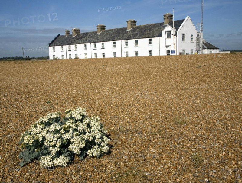 Sea kale flowering near Coastguard Cottages, Shingle Street, Suffolk, England, United Kingdom, Europe