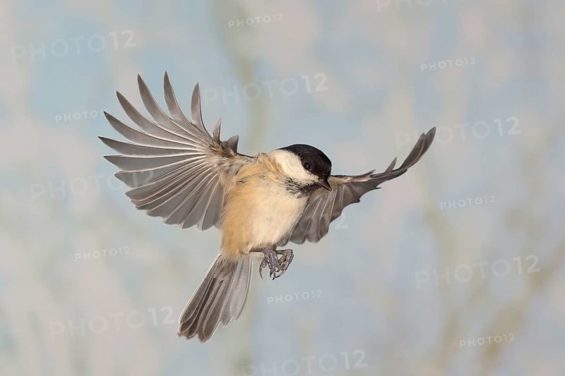 Willow Tit (Parus montanus), in flight, high speed aerial photograph, winter, animals, birds, Siegerland, North Rhine-Westphalia, Germany, Europe