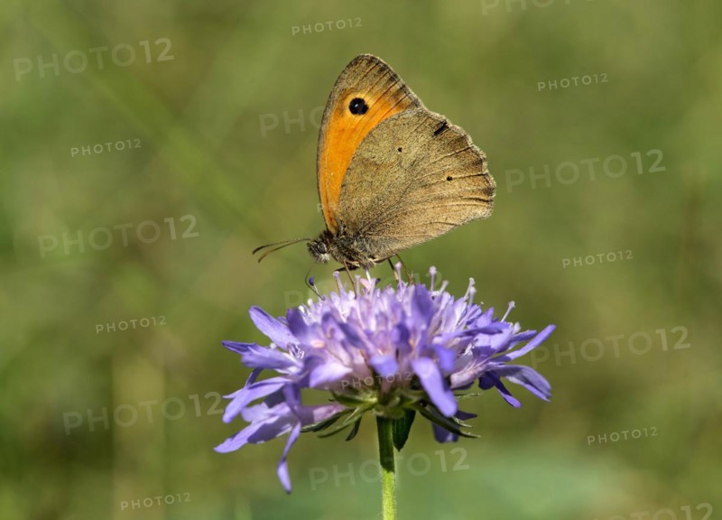 Meadow brown (Maniola jurtina), Valais, Switzerland, Europe