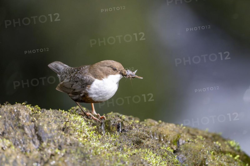 White-throated Dipper (Cinclus cinclus), at a torrent with larvae in its beak, Rhineland-Palatinate, Germany, Europe