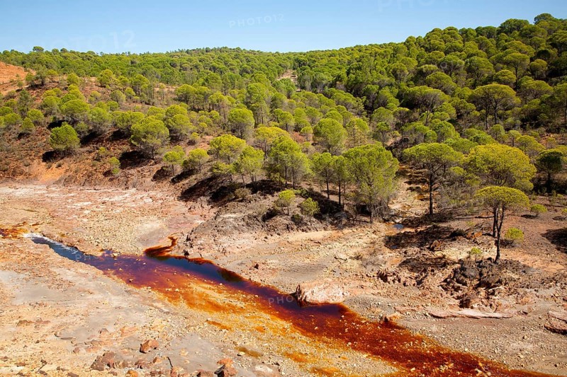 Forest of stone or umbrella pines, Pinus pinea, in the Rio Tinto river valley, Minas de Riotinto, Huelva, Spain, Europe
