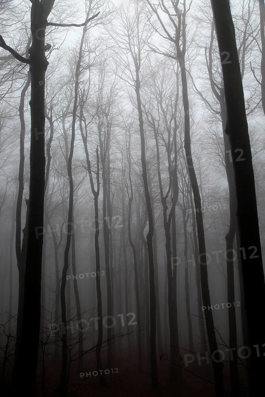Beech woodland obscured by low cloud fog, Shipka Pass, Bulgaria, eastern Europe, Europe