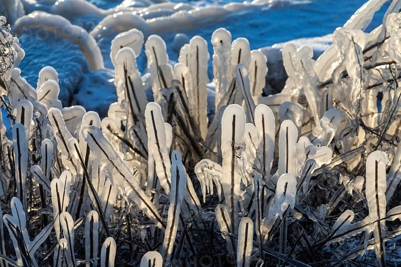Harrison Twp, Michigan, Ice coated vegetation on the shore of Lake St Clair after a heavy rainstorm was followed by high winds and plummeting temperatures