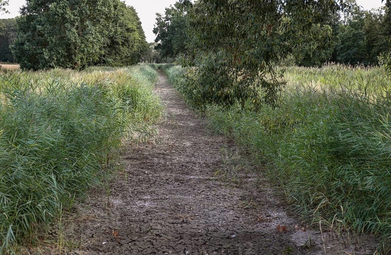 The Plane, a river that normally fills the surrounding fish ponds with water, is dry and no longer carries any water, Reckahn, 09/08/2022