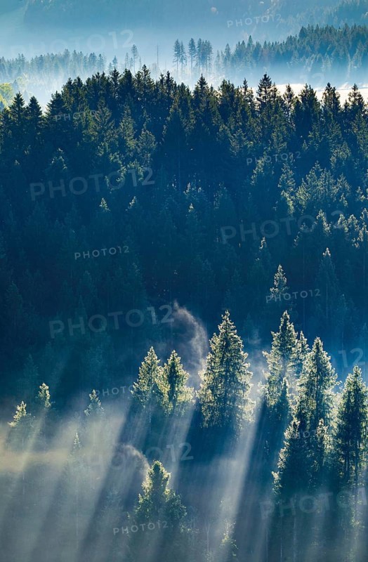 Fog and forest in Oberägeri in the canton of Zug, Switzerland, Europe