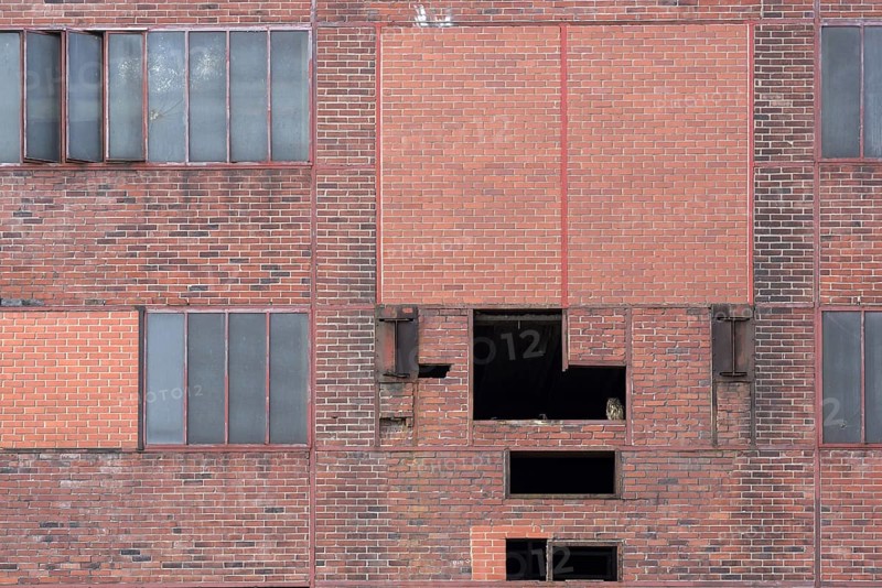 Eurasian eagle-owl (Bubo bubo), adult male, sitting in the window of an old industrial building, Ewald colliery, Herten, Ruhr area, North Rhine-Westphalia, Germany, Europe