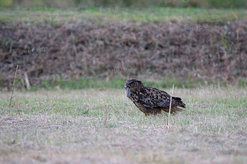 Eurasian eagle-owl (Bubo bubo), adult male, sitting on the ground, with captured mouse, Ewald colliery, Herten, Ruhr area, North Rhine-Westphalia, Germany, Europe