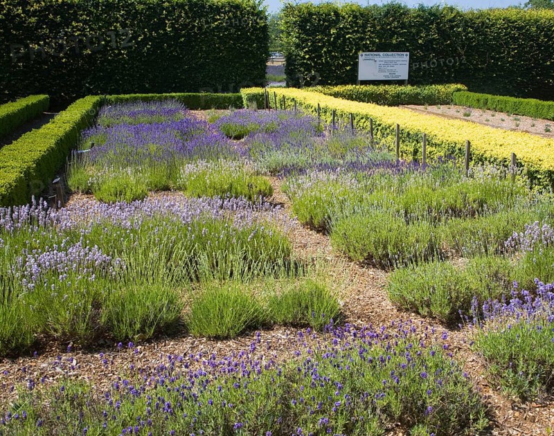 National collection of lavender plants at Norfolk Lavender, Heacham, Norfolk, England, United Kingdom, Europe