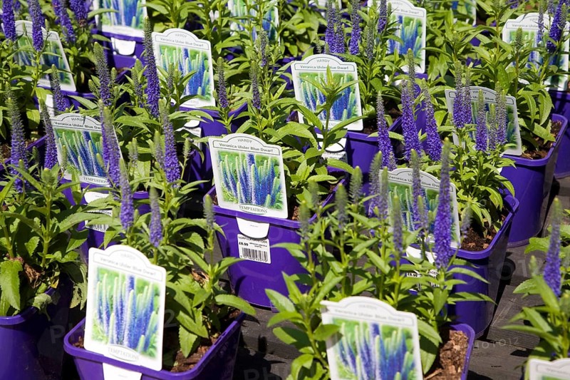 Lavender plants at Norfolk Lavender garden centre attraction, Heacham, Norfolk, England, United Kingdom, Europe