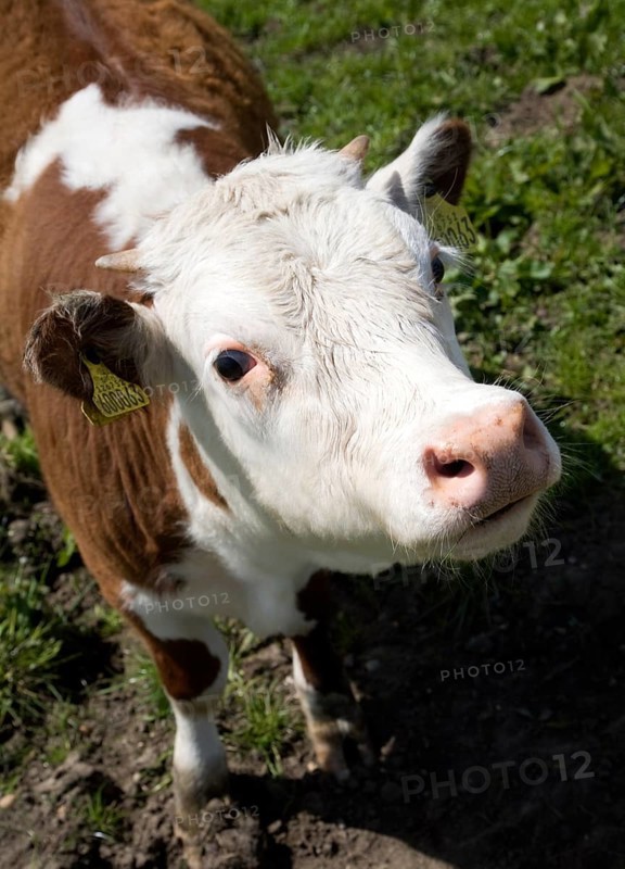Calf with ear tags in a herd of pure Hereford cattle at Boyton marshes, Suffolk, England, United Kingdom, Europe