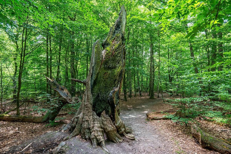 The Sababurg primeval forest, or primeval forest in the Reinhardswald, is a 95-hectare biotope under nature and landscape protection, with trees over 500 years old, hut trees, in the district of Kassel, Hesse, Germany, Europe