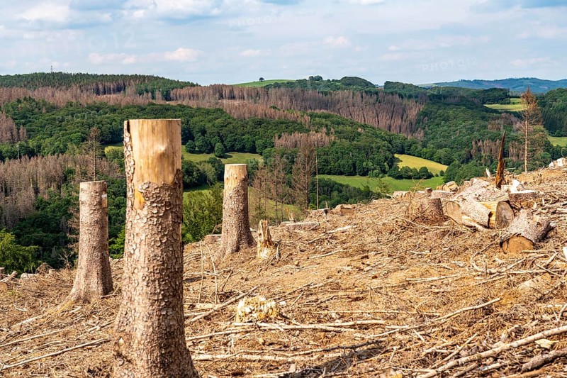 Forest dieback in Sauerland, north of Lüdenscheid, cleared area, diseased trees, over 70 per cent of the spruce trees are diseased, damaged, mostly by the bark beetle, which was able to spread due to drought and heat, climate change, attempts are being made to adapt the forest to climate change by replanting other tree species, North Rhine-Westphalia, Germany, Europe