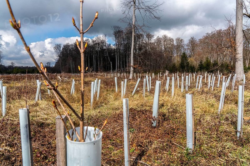 Reforestation in the Arnsberg Forest near Rüthen-Nettelstädt, Soest district, young trees in protective covers to protect the plants from browsing by game, on the site of a spruce forest that had died and been felled due to heavy bark beetle infestation, North Rhine-Westphalia, Germany, Europe