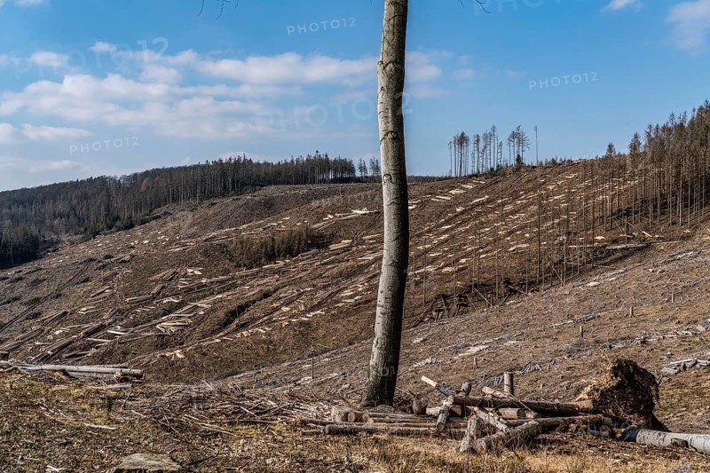 Cleared forest area north of the village of Öventrop, district of Arnsberg, dead spruce stands were felled, dead trees due to bark beetle infestation, Arnsberg Forest, North Rhine-Westphalia, Germany, Europe