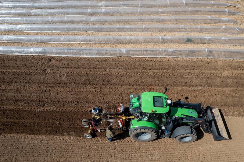 Asparagus farm, asparagus plant, planted in a field, with a planting machine, after a good year the first asparagus grows from the rhizome, the plant remains in the ground for up to 10 years and can be harvested, pricked, near Dormagen, Rhineland, North Rhine-Westphalia, Germany, Europe