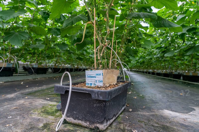 Cultivation of mini cucumbers, snack cucumbers, in a greenhouse, plants grow in substrate baskets, near Straelen, North Rhine-Westphalia, Germany, Europe