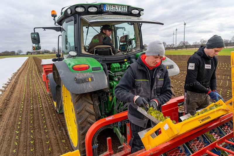 Lettuce plants, in press pots, they are planted in a field with a planting machine, agriculture, spring